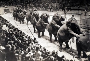Apparently circus elephants do forget when it comes to dancing to Stravinsky